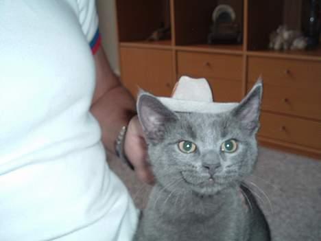 Russian Blue Miv - Miv the kit billede 1