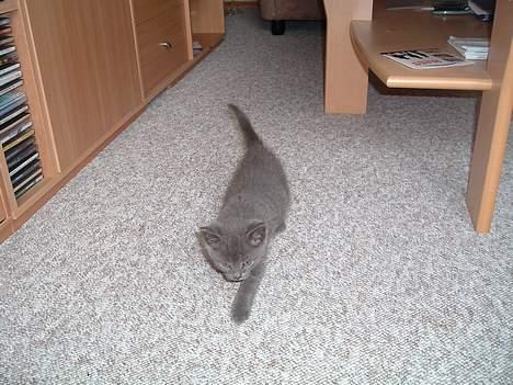 Russian Blue Miv - 4 uger gammel og renlig billede 2