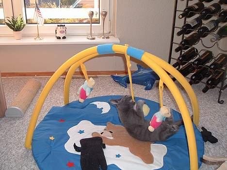 Russian Blue Miv - Mit legetæppe billede 3