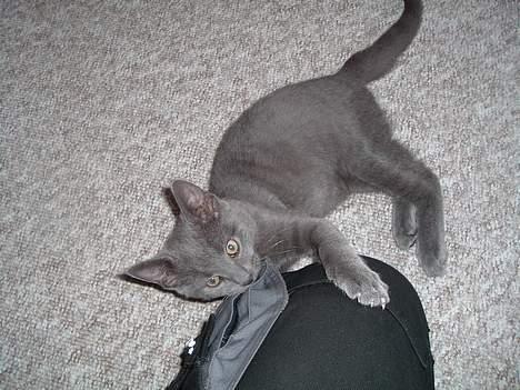 Russian Blue Miv - Er jeg ikke bate sød ? billede 4