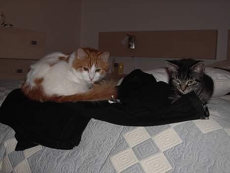 Tyrkisk Van Bamse billede 12