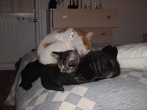 Tyrkisk Van Bamse billede 13