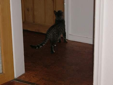 Blanding af racer Tøfting(ike min mere) - kom nu ud moar billede 12