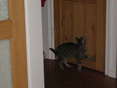 Blanding af racer Tøfting(ike min mere) - Hallo... billede 13