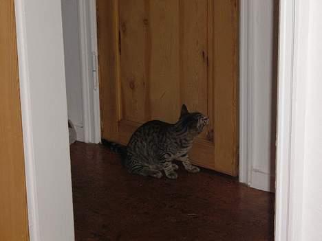 Blanding af racer Tøfting(ike min mere) - det kan du ikk være bekendt billede 14