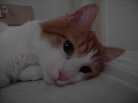 Tyrkisk Van Bamse billede 14