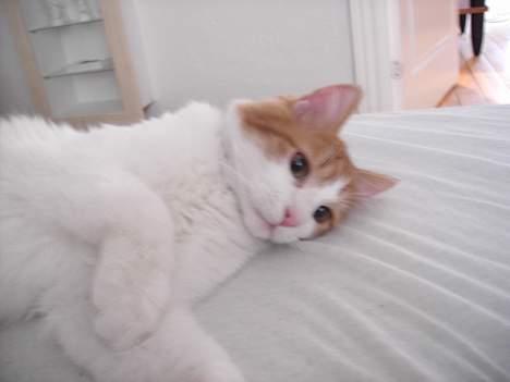 Tyrkisk Van Bamse billede 15