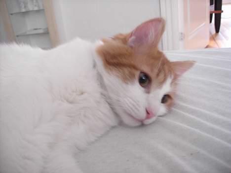 Tyrkisk Van Bamse billede 16