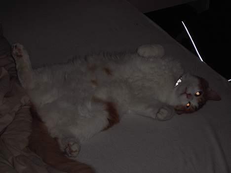 Tyrkisk Van Bamse - hvis han ikke er en bamse, jaa... så ved jeg ikk hvad han er *smil* billede 17