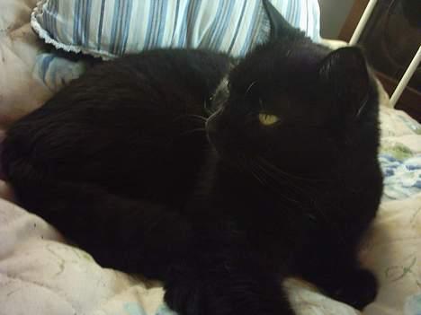 Huskat Tyson billede 2