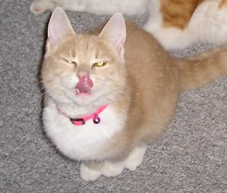 Blanding af racer Giffe (AFLIVET) - Giffe har en lang tunge, rimlig lang !! <´3 billede 10