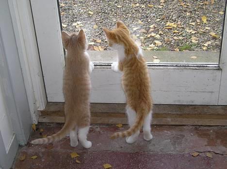 Blanding af racer Giffe (AFLIVET) - ØJJ !! hvad var dog det derude, hva´ bror ? :O billede 11