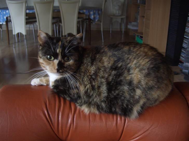 Huskat Nami-Mis (Misser) (Dolly) SOLGT - december 2005 billede 1