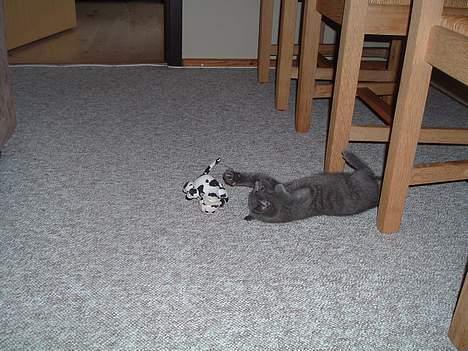 Russian Blue Miv - Fik min egen ko ( far samler på køer ), dem må jeg ikke lege med billede 5