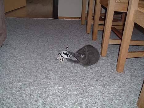 Russian Blue Miv - Det er MIN billede 6