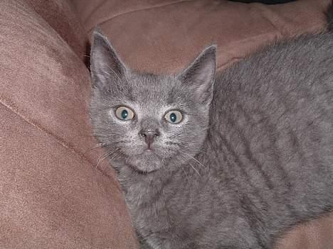 Russian Blue Miv - Er der mad nu ? billede 7