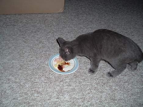 Russian Blue Miv - Får smags prøve af fars og mors mad billede 8