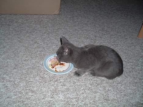 Russian Blue Miv - Sovs er godt, kød kan gå billede 9