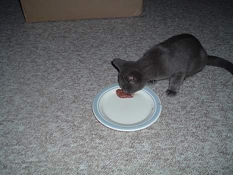 Russian Blue Miv - Chokoladebudding til desert MUMS!!! billede 10