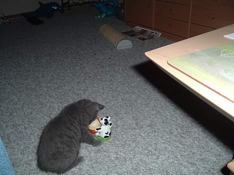 Russian Blue Miv - Søndagsmælk i æggebæger, ENDLIG Weekend billede 11