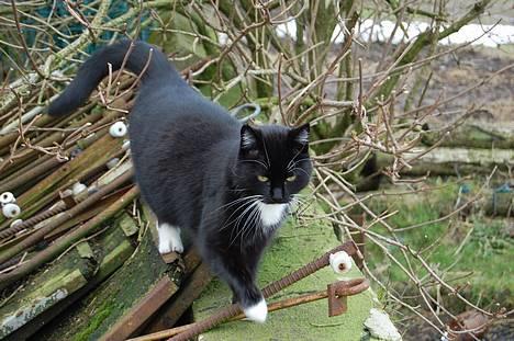 Huskat *Dronning Pepsi* (forsvundet) - *NYT* billede 8