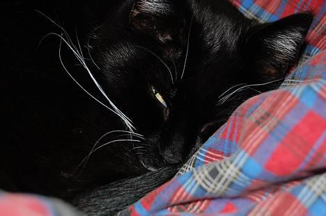 Huskat *Dronning Pepsi* (forsvundet) - *NYT* billede 9