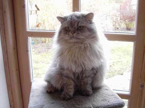 Perser Casanova - "Er på min yndlingsplads" billede 1