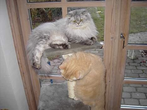 Perser Casanova - Lillebror Zeus for snart slag billede 2