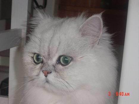 Perser Vaniljus (solgt) - Tak, for at du kiggede forbi...og måske har du givet kommentar eller karakter, det glæder jeg mig til at se om du har.  billede 20