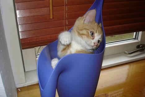 Huskat fimpe billede 1