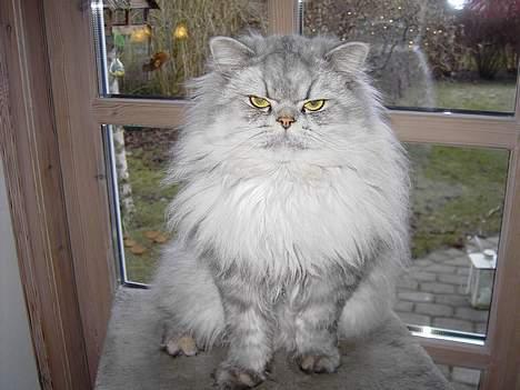 Perser Casanova - Rank ryg billede 3