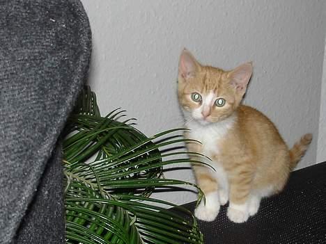 Huskat fimpe billede 2