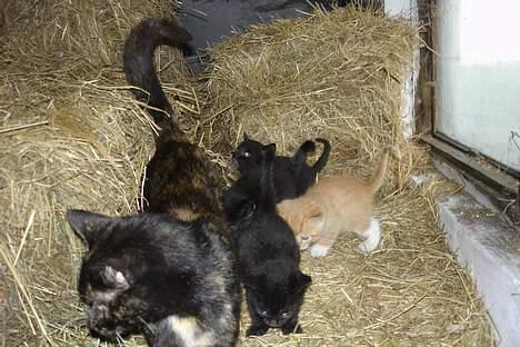 Huskat fimpe billede 3