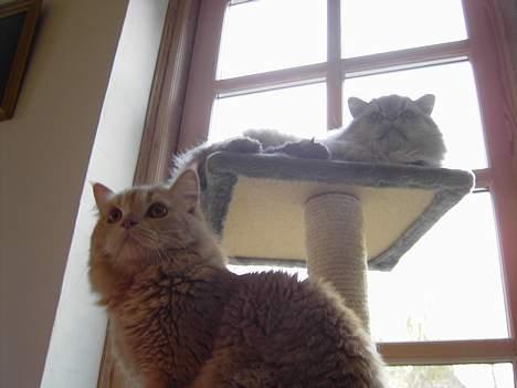 Perser Casanova - Hvem sagde mad??? billede 4