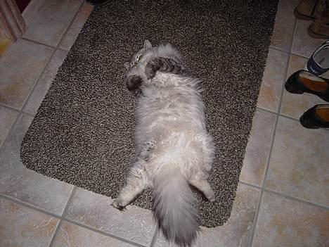 Perser Casanova - Ahh... Fred og ro billede 5