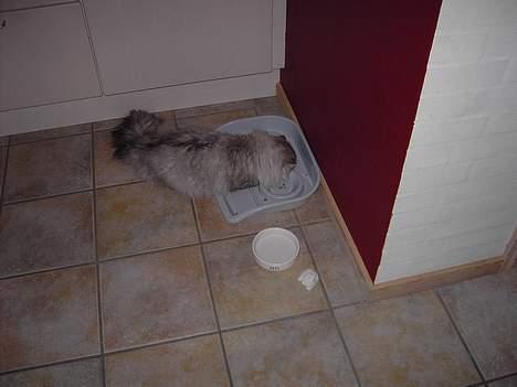 Perser Casanova - Har lige været hos lægen, og fået snittet kuglerne billede 6