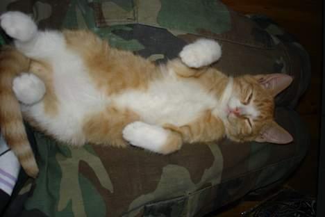 Huskat fimpe billede 4