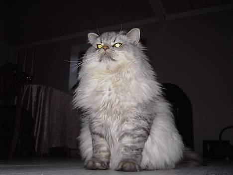 Perser Casanova - King of the house billede 7