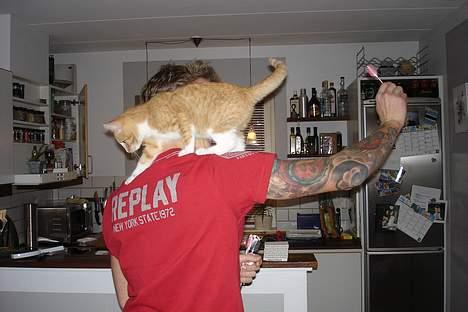 Huskat fimpe billede 5