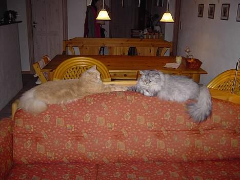 Perser Casanova - Gi´r hånd oven på slagsmålet billede 8