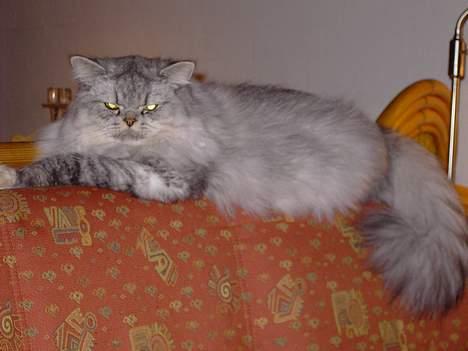 Perser Casanova - Ligger på højderygen billede 9