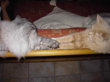 Perser Casanova - Katte - Connecting Katte billede 10