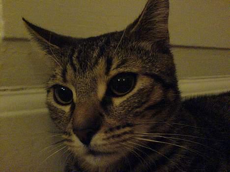 Huskat Dolph - Jeg er meget optaget af noget andet! billede 11