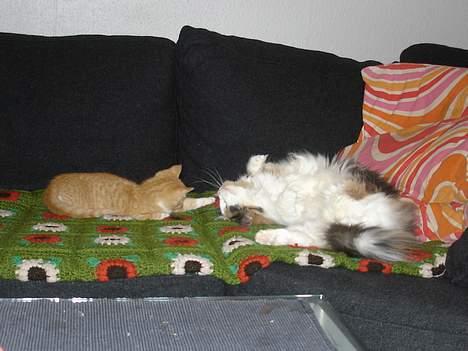 Huskat fimpe billede 6