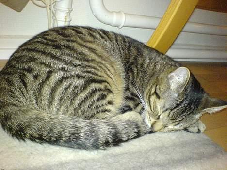 Huskat Dolph - ZZZzzzZZZ - ih hvor jeg sover - og drømmer sødt om brintbomber og B. S. Christiansens maskuline overskæg! billede 12