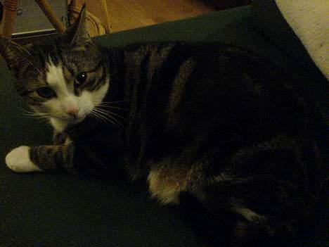 Huskat Tansor - Jeg er altså lige ved at falde i søvn! billede 8