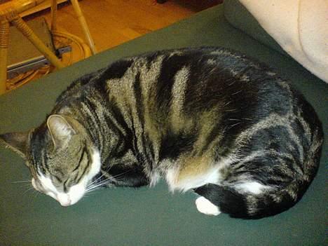 Huskat Tansor - ZZZzzzZZZzzzZZZzzz... billede 9