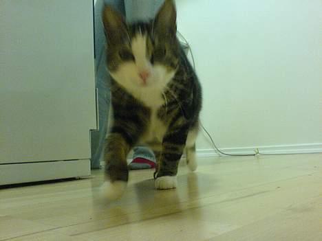 Huskat Tansor - UH! Et kamera i frøperspektiv MÅ da kunne jages!! billede 10