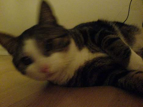 Huskat Tansor - Jeg lå lige og slappede af, og så kommer ham tossen med sit kamera.. så fik jeg da lige et chok! billede 11