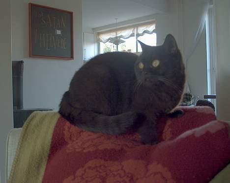 British Shorthair lullu - hvorfor vil katte aldrig sidde pænt når de skal fotograferes......... billede 9